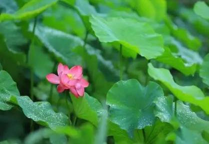 2023年夏至过后的雨多吗1