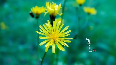 2023年夏至就是入伏吗2