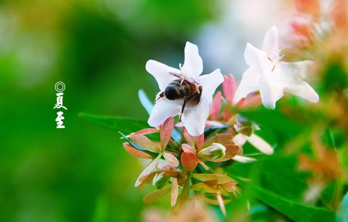 2023年夏至就是入伏吗3