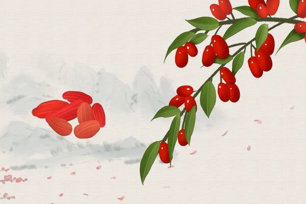 枸杞子的功效与作用、禁忌和食用方法