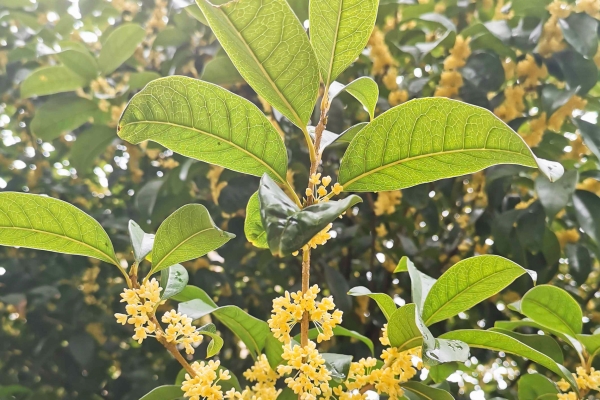 桂花籽的功效与作用、禁忌和食用方法