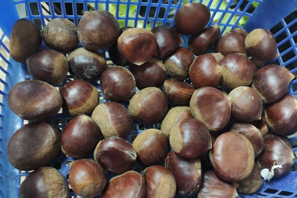 痛风能吃板栗吗