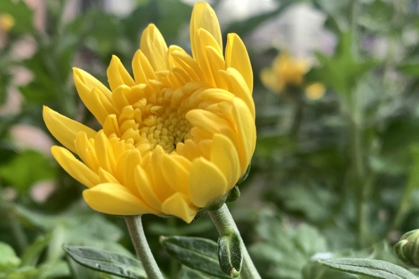 清明节有哪些习俗