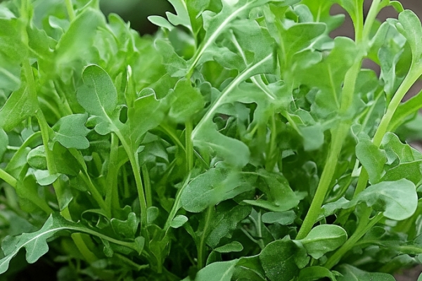 荠菜又叫什么菜
