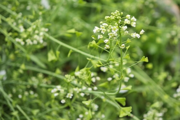荠菜怎么做好吃又简单