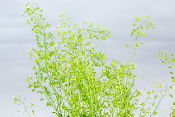 荠菜有哪些吃法