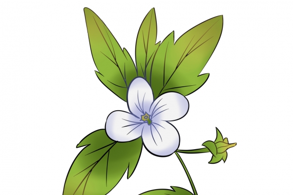 老鹳草叶子可以吃吗