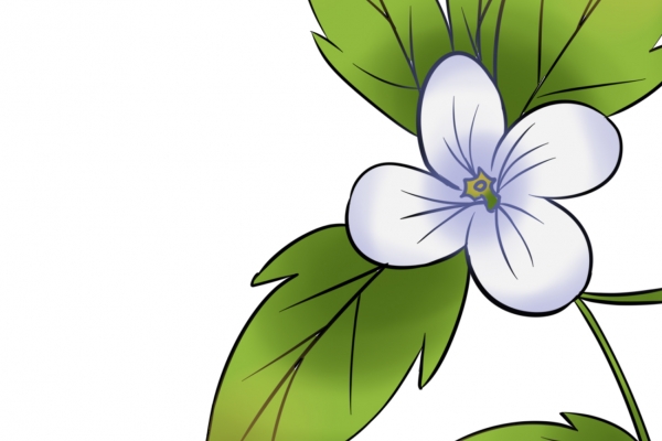 老鹳草是长什么样的