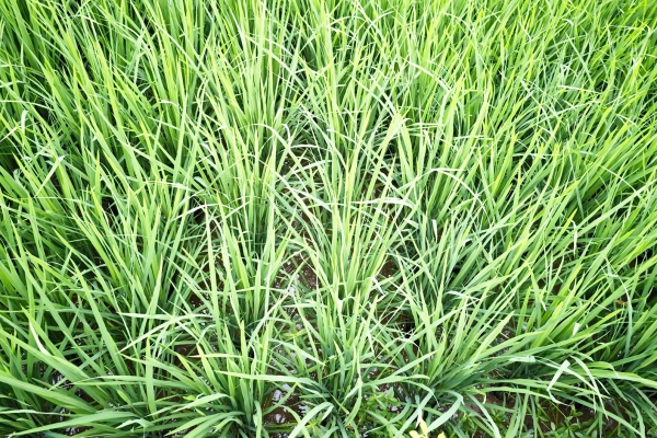 芒种的由来