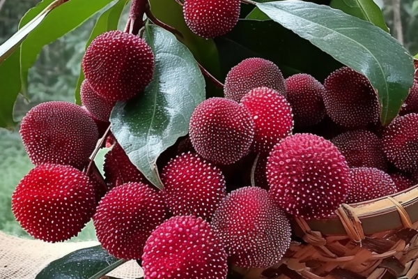 杨梅成熟的季节是几月