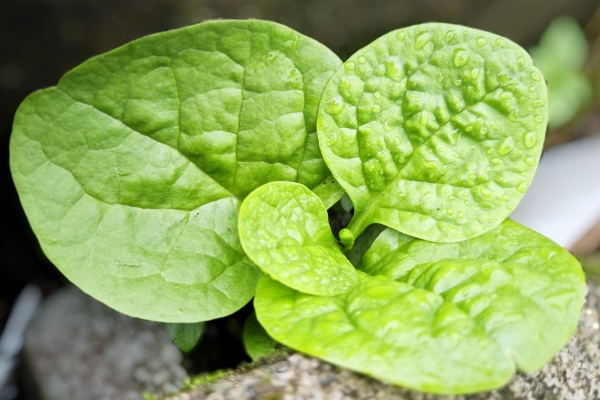 木耳菜需要焯水吗