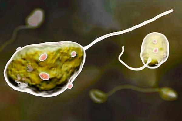 食脑虫感染后多久发病