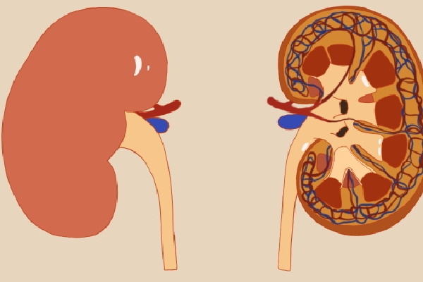 蛋白尿到尿毒症要多久