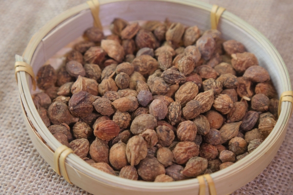 益智仁对肝肾功能有影响吗