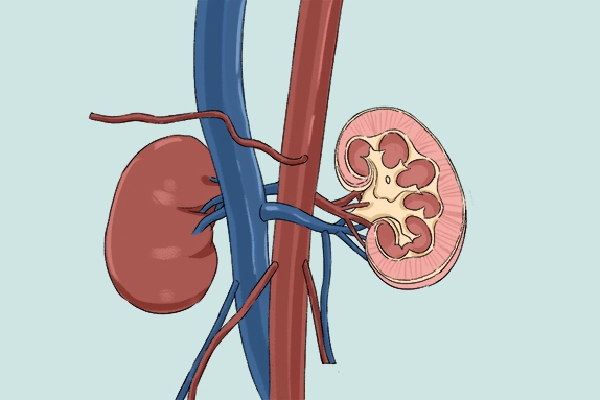 补肾泡水喝有哪些方法
