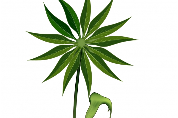 外用生天南星的副作用有哪些