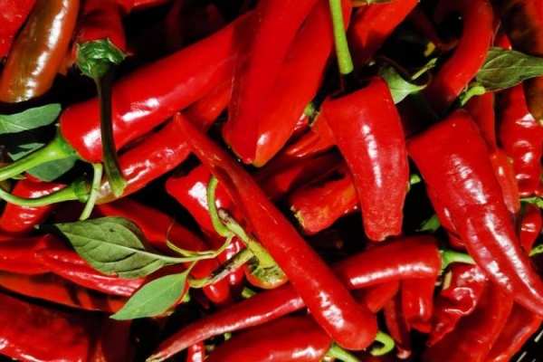 阴虚火旺怎么调理