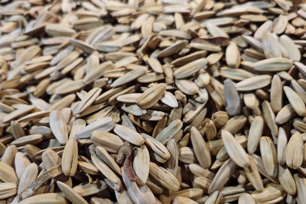 瓜子吃多了会上火吗