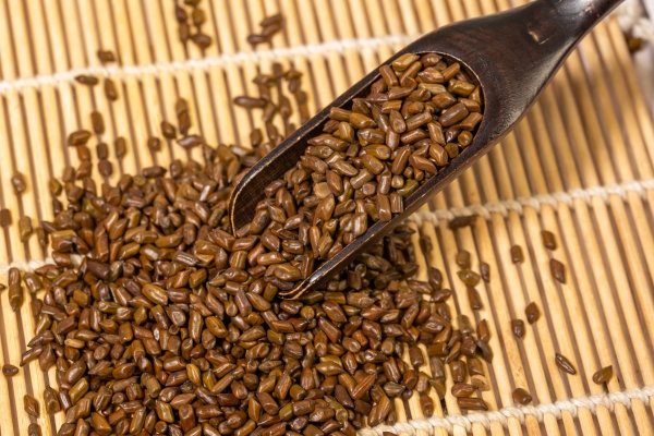 决明子茶能长期喝吗