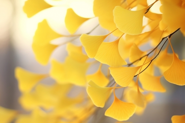 银杏和人参一起使用有何功效