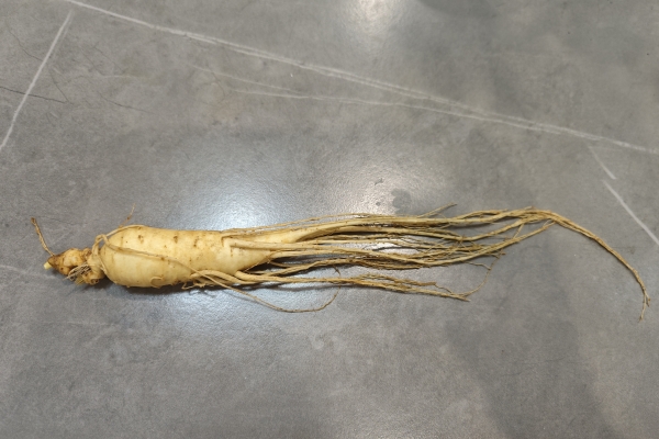 银杏和人参一起使用有何功效